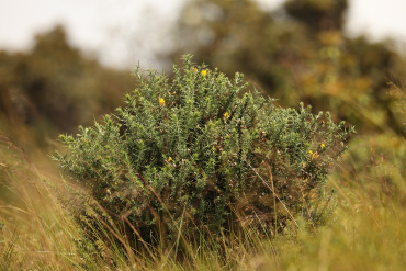 Project ‘Horton Plains’