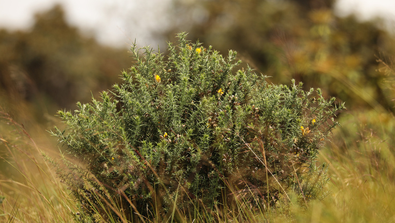 Project ‘Horton Plains’